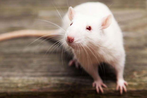 Science Advances: у крыс есть способности к счету