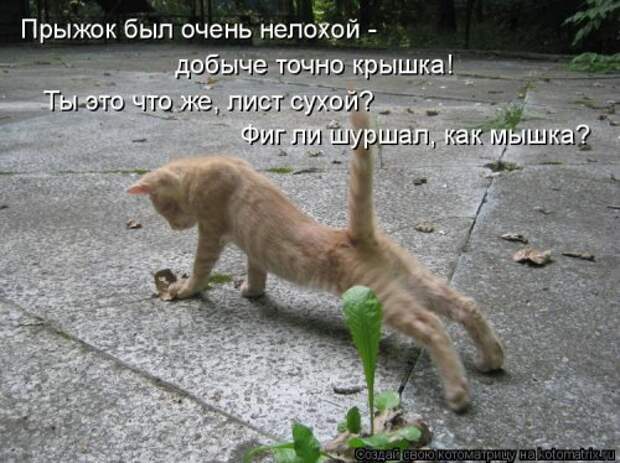 Лучшая котоматрица недели (38 фото)