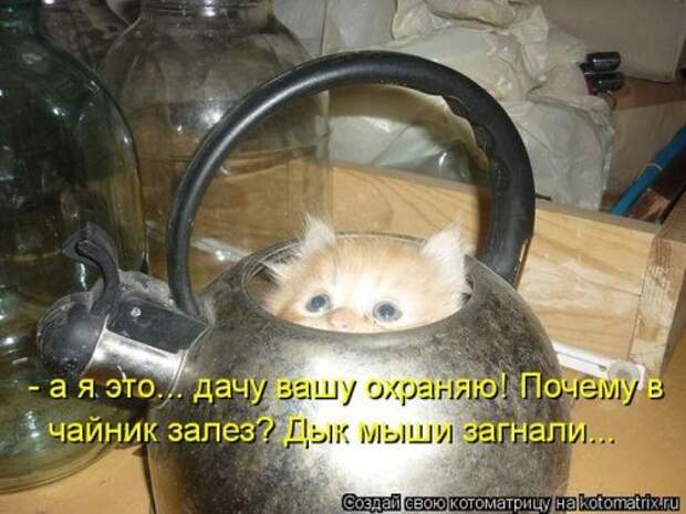 Лучшие котоматрицы недели (29 фото)