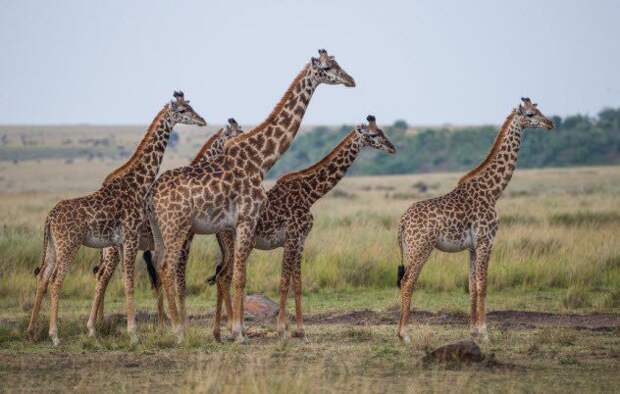 Как у жирафов появилась длинная шея загадки, природа