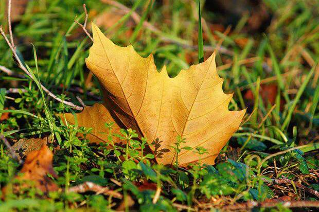 Листья/Фото: pixabay.com
