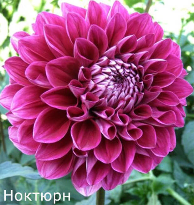Декоративные георгины: сорт Ноктюрн