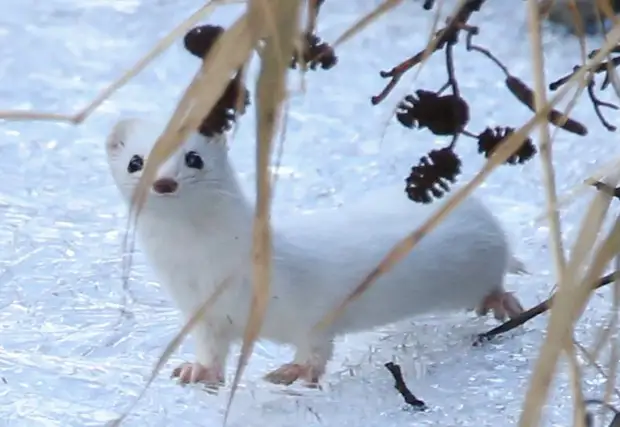 Фото пресс-службы "Мосприроды"