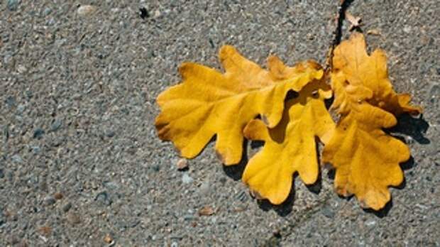 Осень в Барнауле / Фото: Екатерина Смолихина / amic.ru