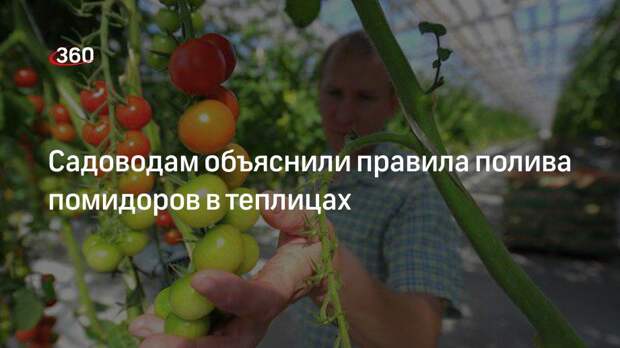 Агроном Володихин объяснил правила полива помидоров в теплицах