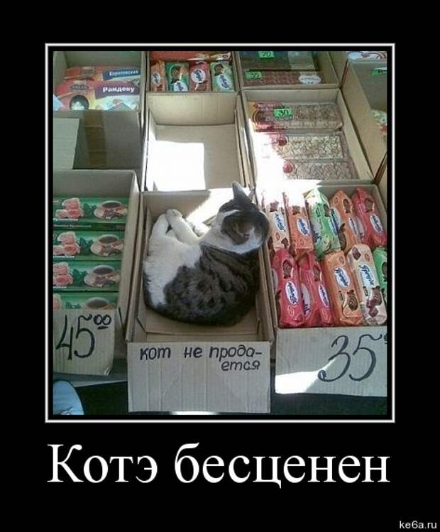 demotivator koshki 4 Демотиваторы кошки (70 фото)
