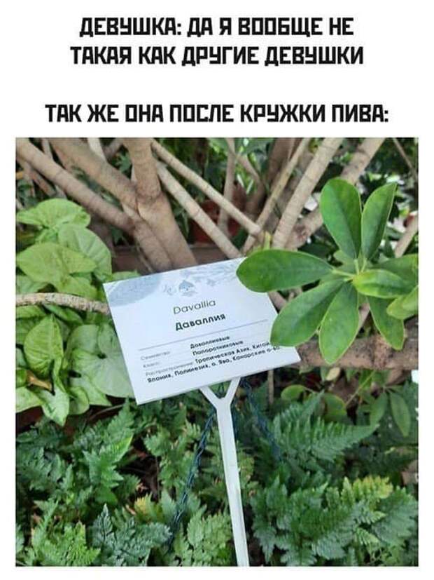Шутки и мемы про алкоголь