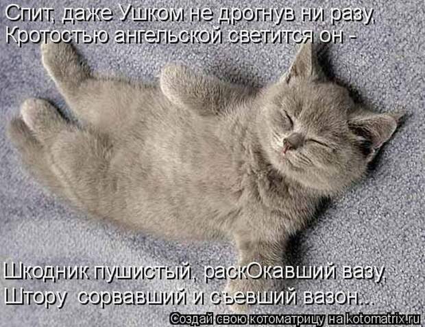 Лучшие котоматрицы недели (50 фото)