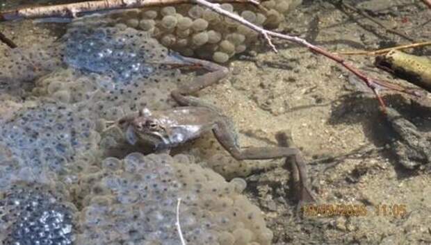 В Краснодарском крае вновь обнаружили краснокнижных земноводных