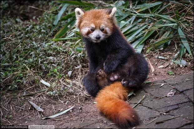 panda07
