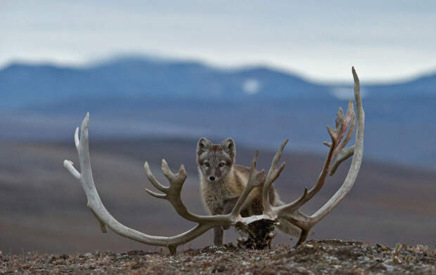 Изучая дикую природу Арктики на российском острове Врангеля жииотные, истории, путешествия, факты, фото