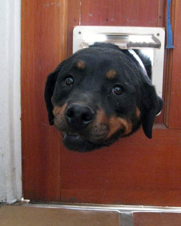 17 собак, которые ну очень хотят сказать «привет»