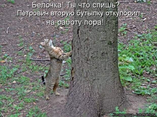 Свежая котоматрица для всех (33 фото)