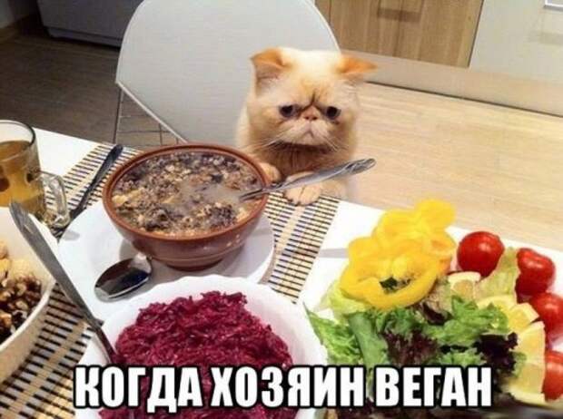 Забавные зверушки (30 фото)