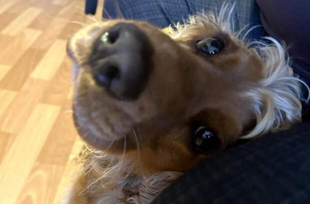 Не грызут мебель и не воняют псиной: лучшие породы собак для квартиры