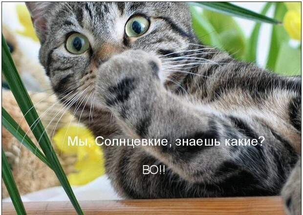Мохнатые шутки Мохнатые шутки животные, коты, прикол, юмор