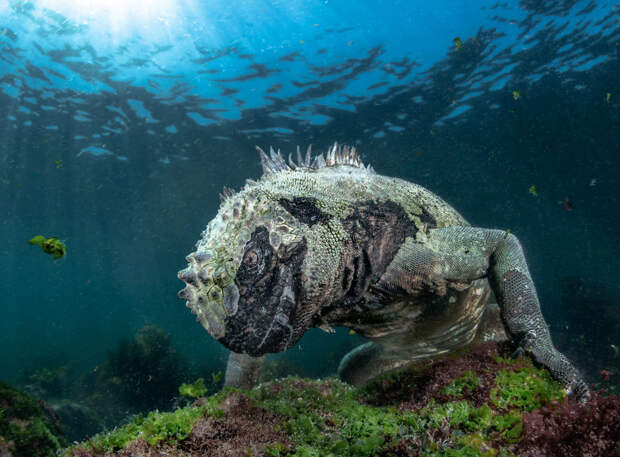Морской Дракон