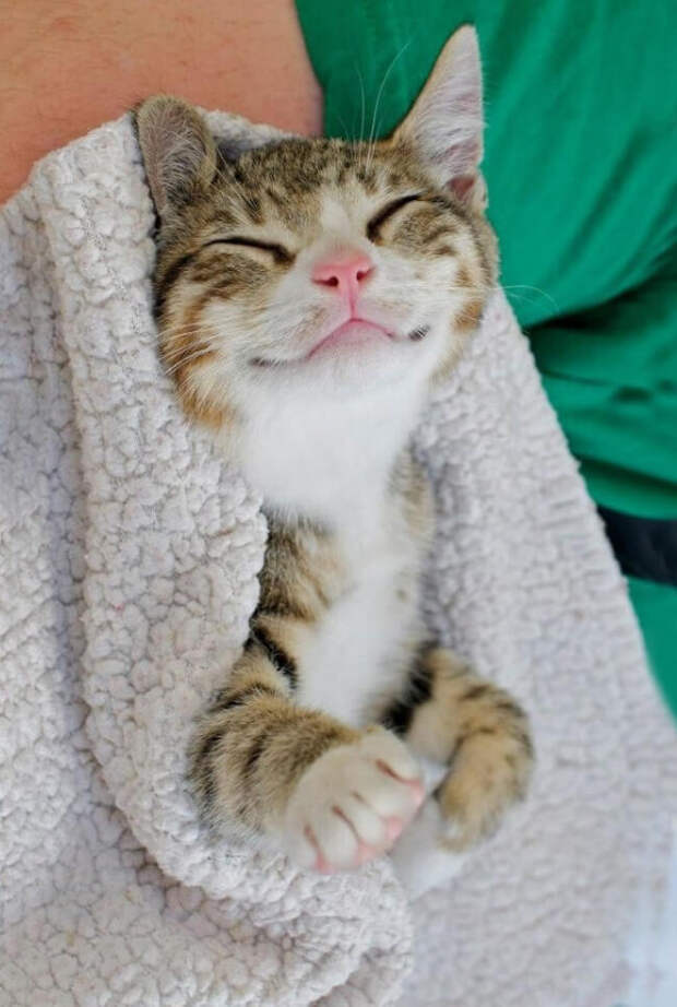 котики милые котики фото