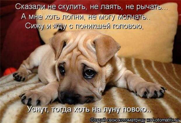 Котоматрицы(картинки с надписями)