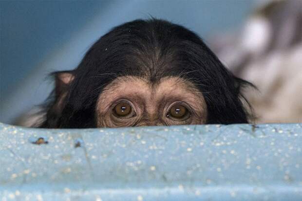 Один из двух детей-шимпанзе, изъятых у контрабандиста, смотрит, как решается их судьба – детенышей передают в Новосибирский зоопарк 2 февраля 2017 года 2017 год, животные, звери, красота, милота, питомцы, птицы