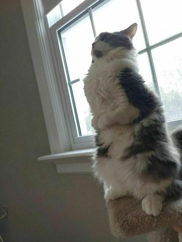 17 уморительных снимков котов, которые занимаются дуракавалянием