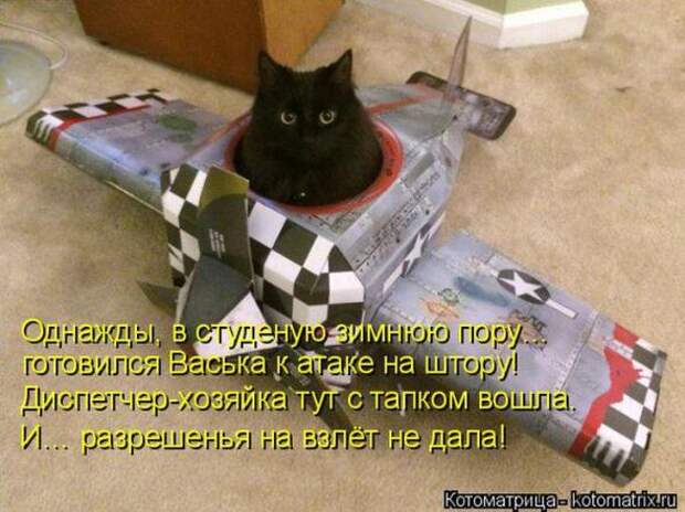 Котоматрицы(картинки с надписями)