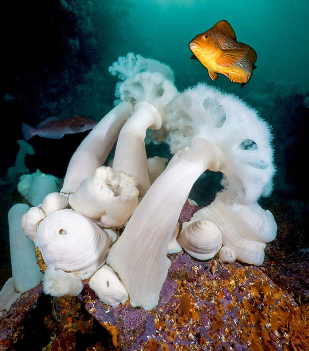 На глубине холодного моря