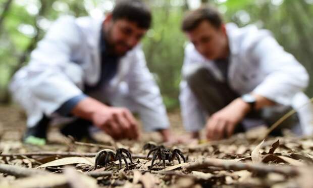 Ученые обнаружили новые виды пауков на мысе Казантип в Крыму