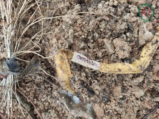 Появились фотографии с места падения под Лугой военного истребителя МиГ-31