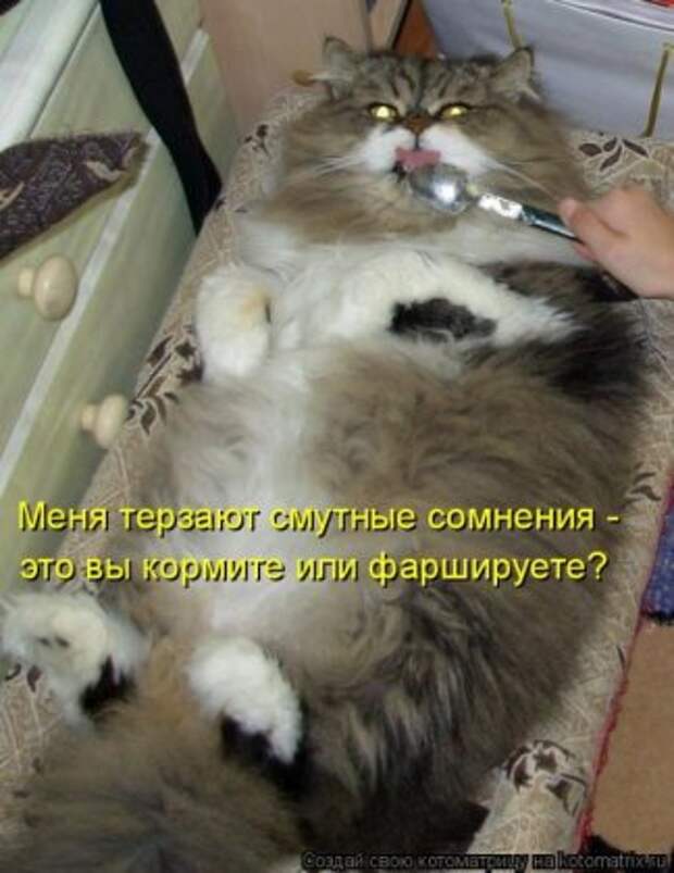 Лучшие котоматрицы недели (16 фото)