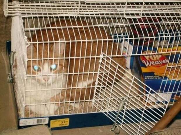 смешные кошки коты, кошки странные места поспать, коты неподходящие места прилечь, кошки выбирают место
