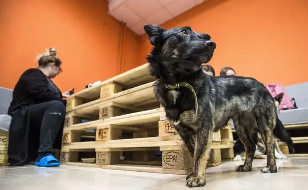 В Новосибирске открылось кафе «Dog House», где живут бездомные собаки