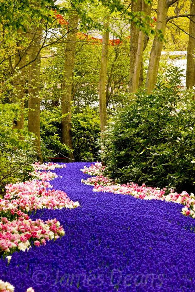 Keukenhof 04 May 2010 (93).jpg