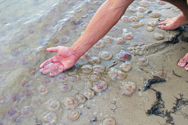 В Таиланде несколько туристов подверглись нападению медуз