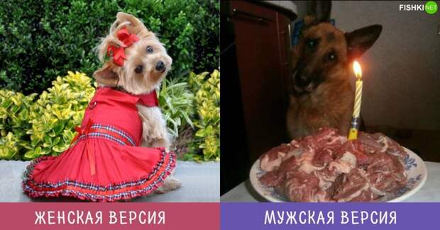 День рождения питомца Разногласия, женщины, мужчины, сравнение