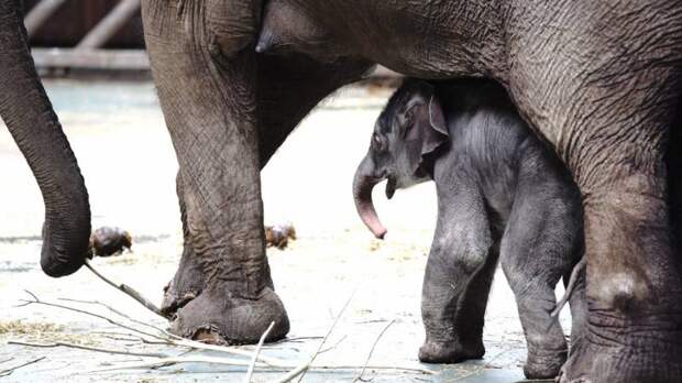 В Московском зоопарке родился индийский слоненок