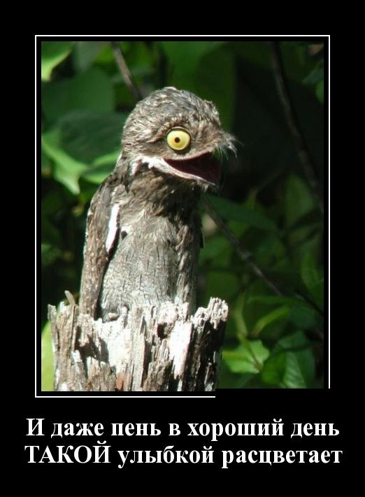 Демотиваторы (30 фото)