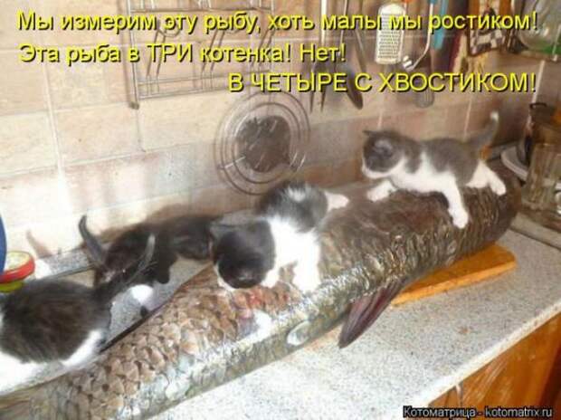Котоматрицы(картинки с надписями)