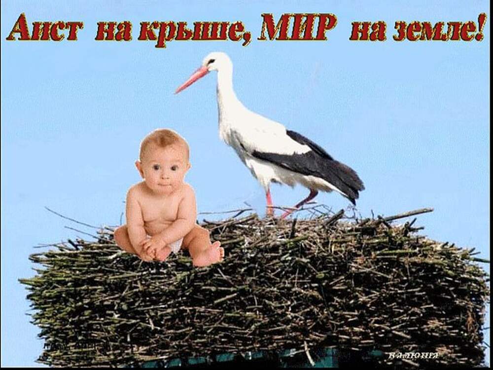 Аист на крыше картинки