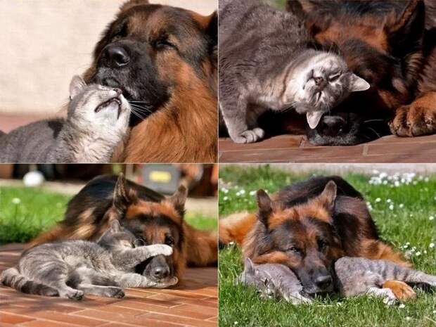 Кот и пёс  кот, кошка, пёс, собака