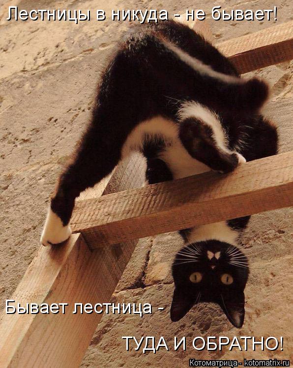 Котоматрица: Лестницы в никуда - не бывает! Бывает лестница -  ТУДА И ОБРАТНО!