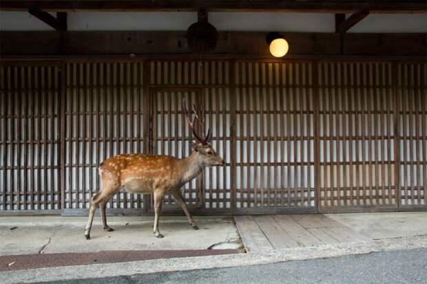 Добрый день, я олень! Проект японского фотографа о пятнистых красавцах, блуждающих по городу
