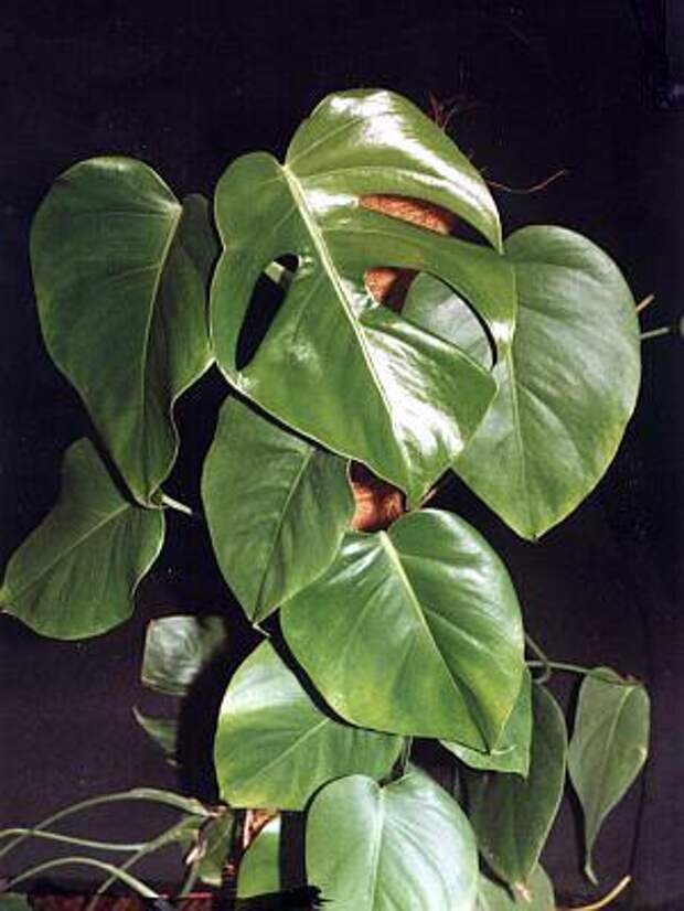 Монстера: виды, особенности выращивания, проблемы и болезни на сайте Мир цветов.
