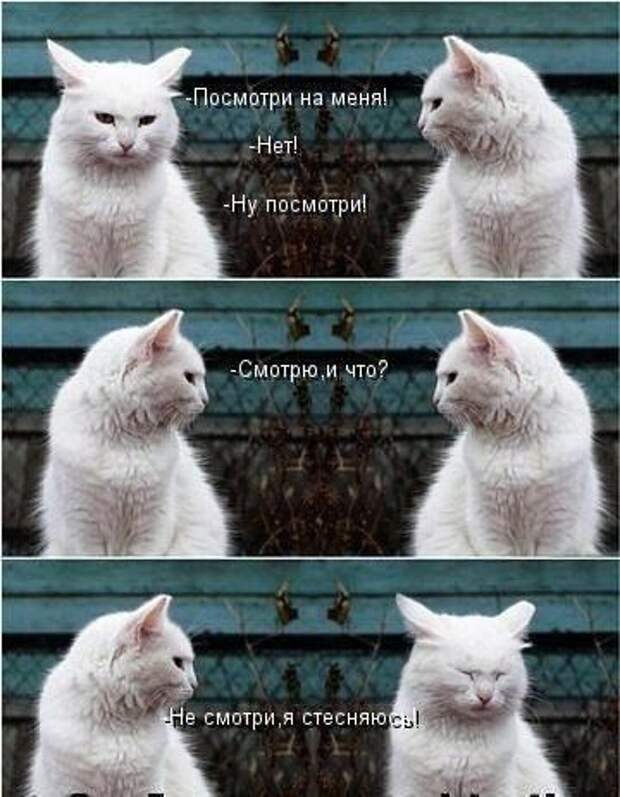 кот, прикол, юмор