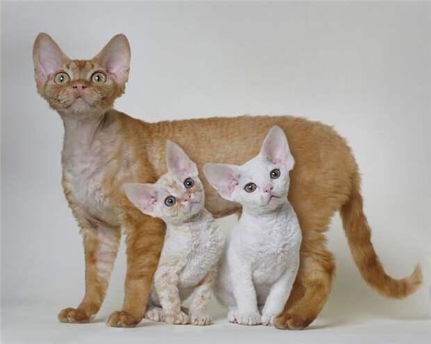 Необычные кошки кошки, необычно, окрас