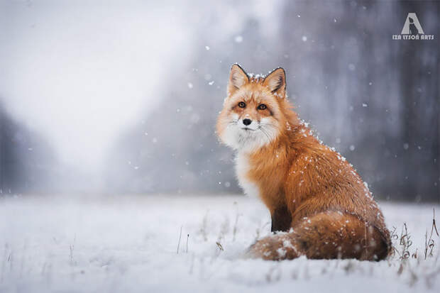 Как лисица подружилась с фотографом животные, лиса, фото, фотограф