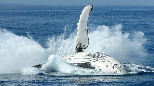 Интересные факты о Китах, Синий кит