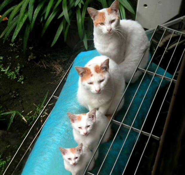 7. Матрешка 7. Матрешка котенок, кошка