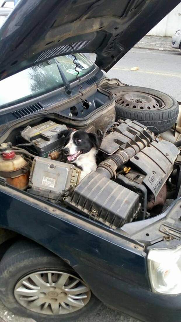 Женщина проверяет двигатель после поломки автомобиля - и находит внутри улыбающуюся собаку 