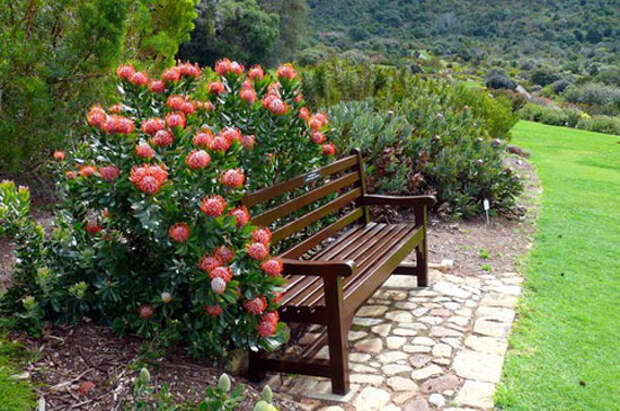 Национальный ботанический сад Кирстенбош (Kirstenbosch National Botanical Garden)